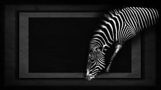 Line_of_the_wild_2
