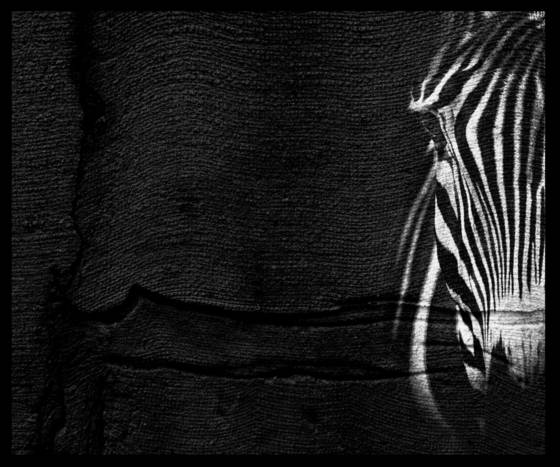 Lines_of_the_wild