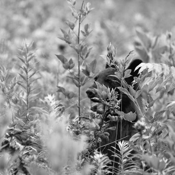 Black_bear_in_the_berries