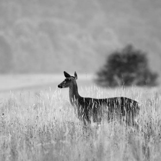 White-tailed_deer