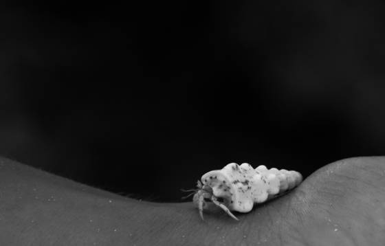 Hermit_crab