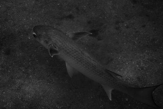 Patterned_fish