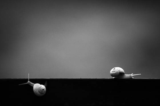 Snail_26