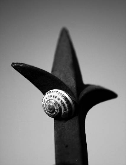 Snail_38