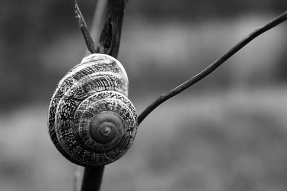 Snail_71