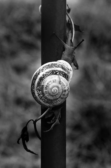 Snail_9