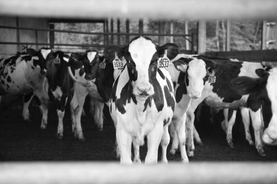 Staring_cow_1