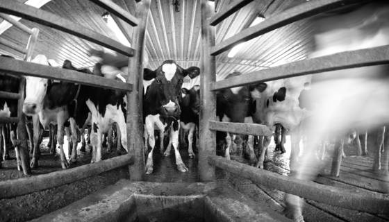 Staring_cow_2