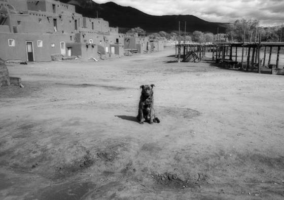 Dog_at_the_pueblos