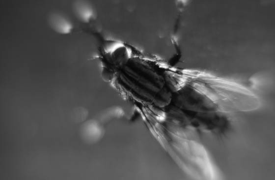 Crazy_eyed_fly