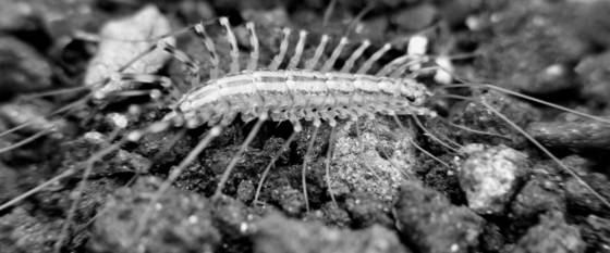 House_centipede
