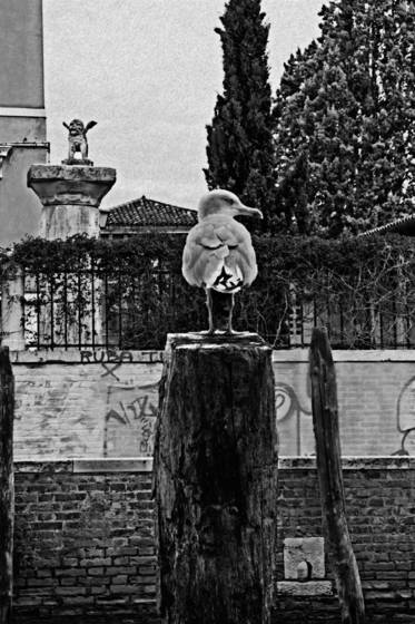 A_seagull_in_venice