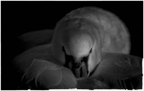 Mute_swan