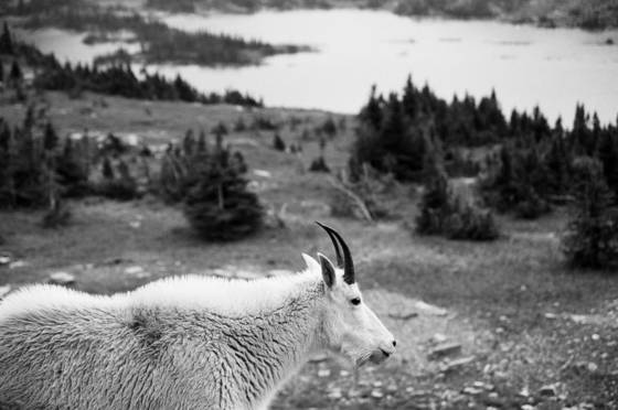 Mountain_goat