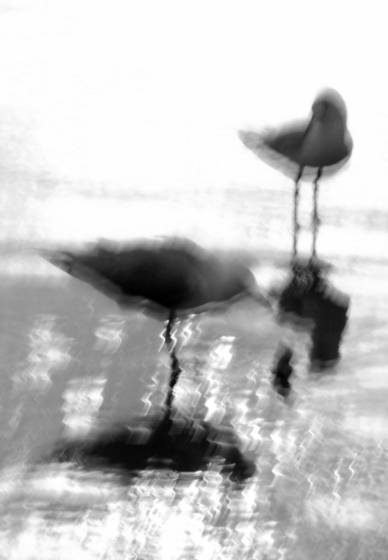 Sawtell_gulls