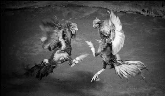 Cock_fight