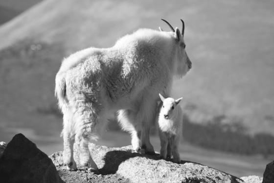 Mountain_goat-10