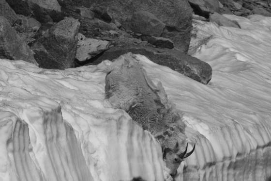 Mountain_goat-4