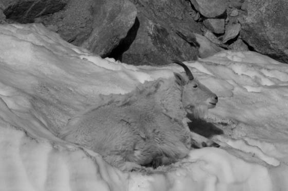 Mountain_goat-5