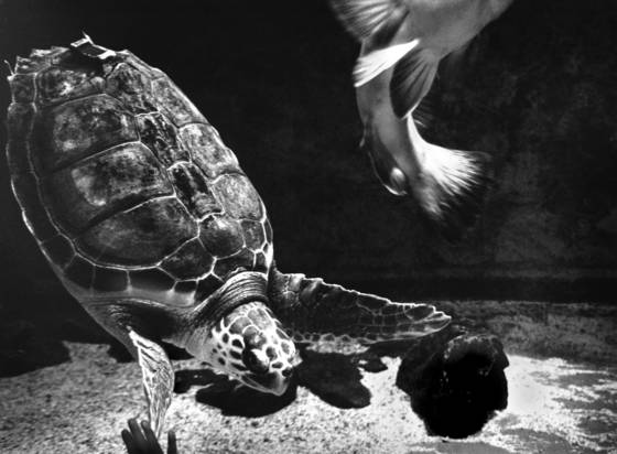 Turtle_fish_tail