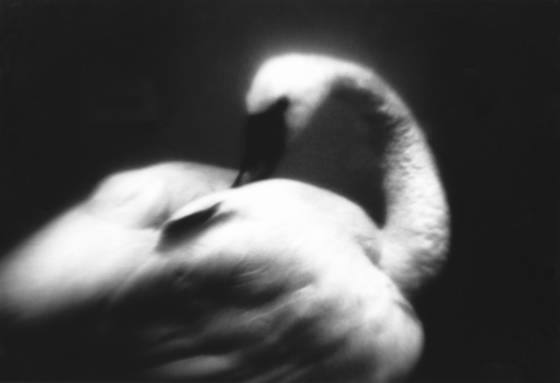 White_swan