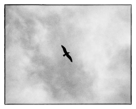 Gull_in_the_storm