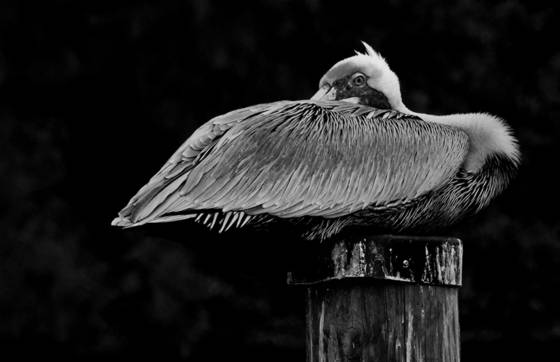 Aroused_pelican