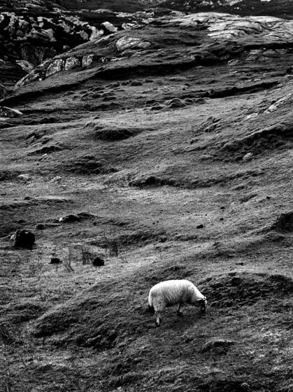 Sheep