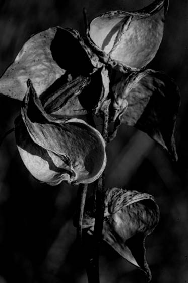 Milkweed_pods