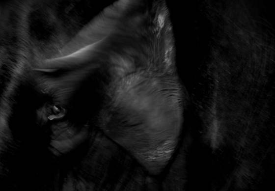 Animals_1