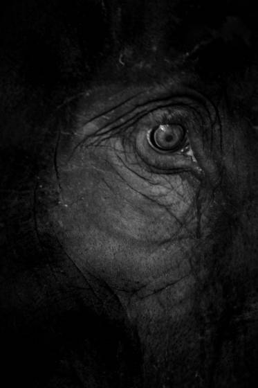 Animals_11