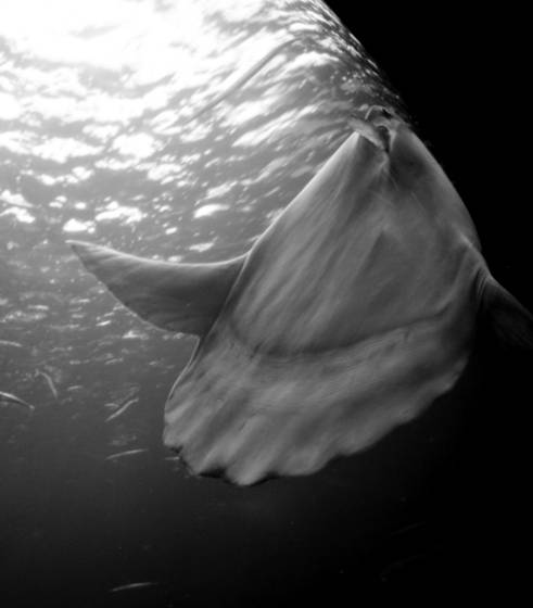 Animals_21