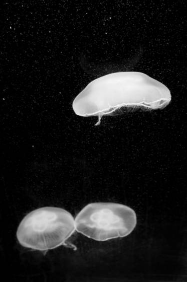 Animals_28b