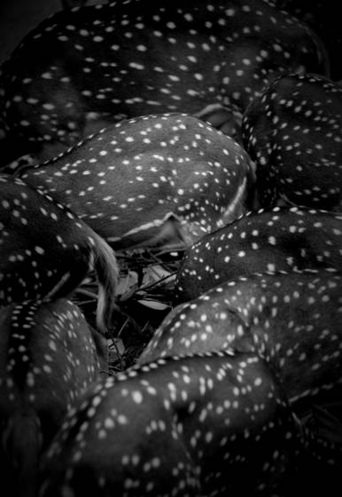 Animals_6