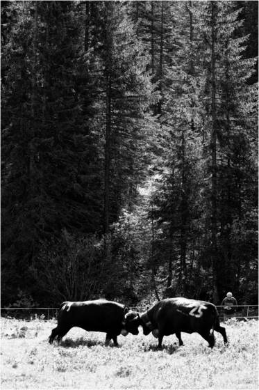 Cow_fights_1