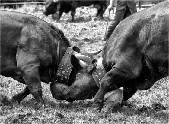Cow_fights_2