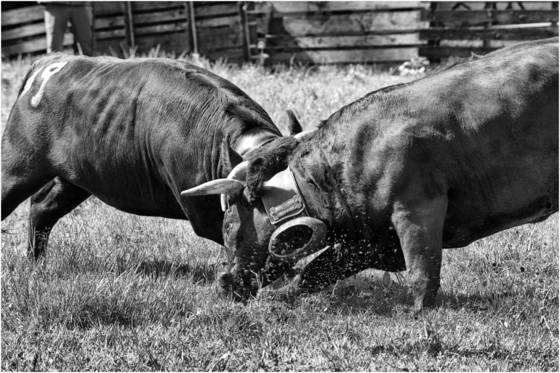 Cow_fights_3