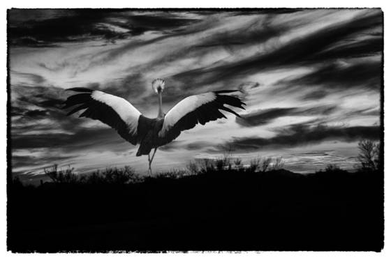 Crane_at_sunset