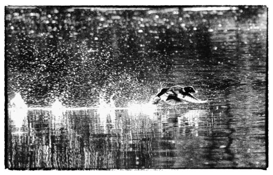 Duck_takeoff