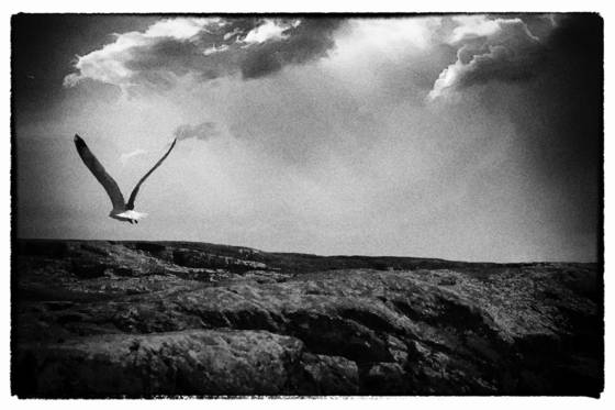 Gull__1