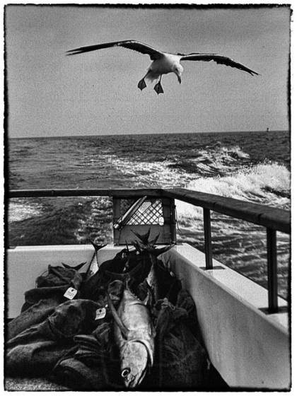 Gull__3