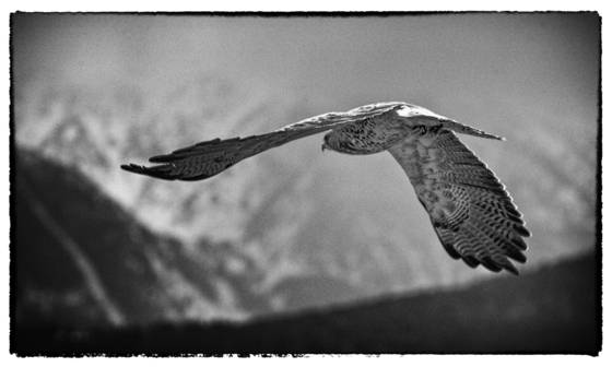 Hawk