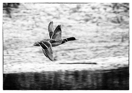 Mallard_pair_take_flight