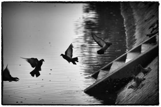 Pigeons