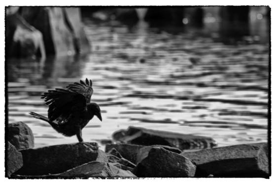 Raven_on_the_rocks
