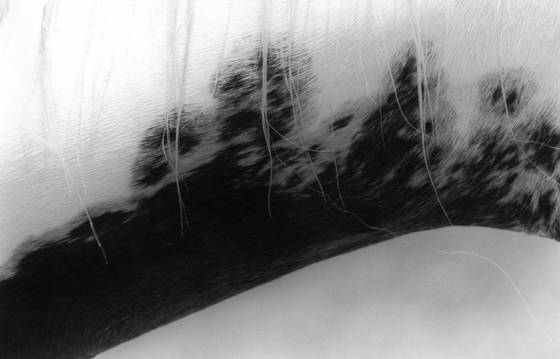 Glacial_edge