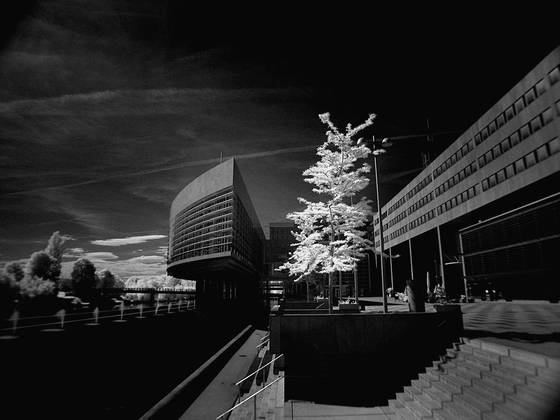 Last_tree
