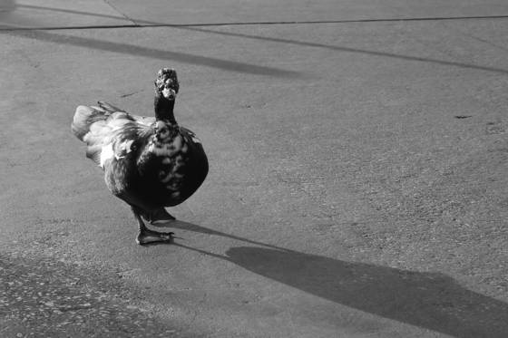 Park_resident