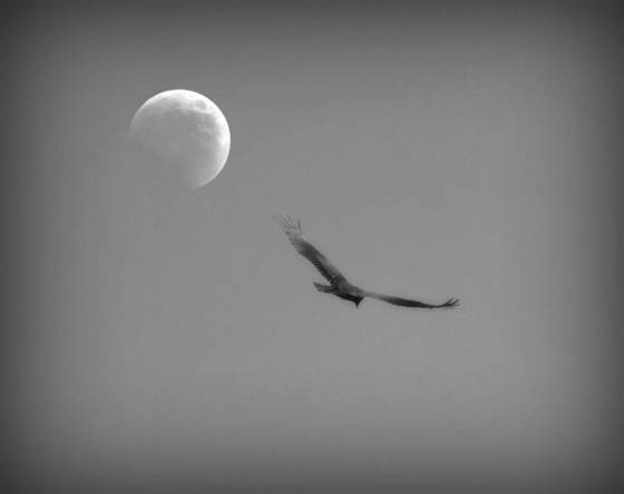 Night_flight