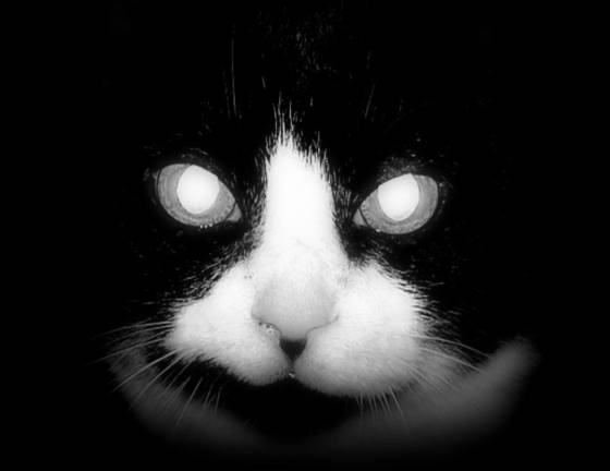 Zoe_the_cat